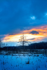 tree at sunset in winter