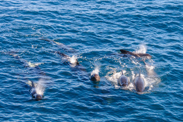 A group of Long-Finned Pilot Whales -Globicephala melas- swimming in the South Atlantic Ocean, near...