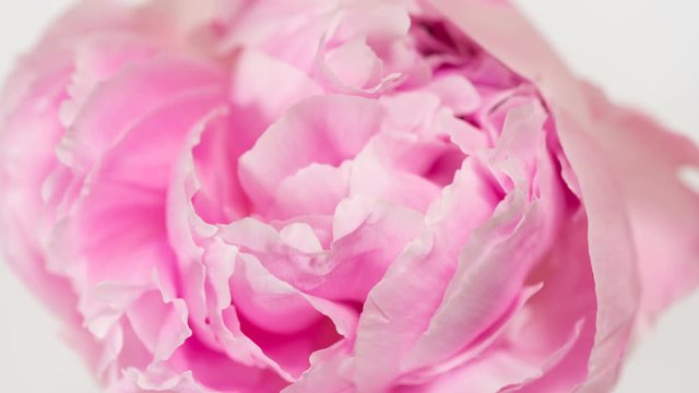 Blooming pink peony flower time lapse