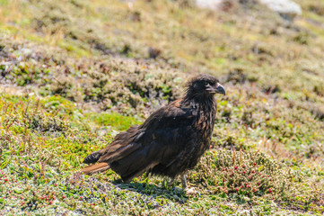 Close-up of a Striated Caracara -Phalcoboenus australis- on Carcass Island, the Falklands