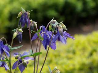 European columbine or common columbine (Aquilegia vulgaris)