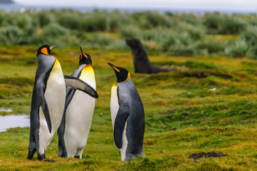 Three King Penguins -Aptenodytes patagonicus- engaging in a courtship ritual on Salisbury plains, South Georgia