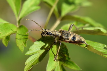 Rhagium mordax blackspotted pliers supply beetle on a leaf