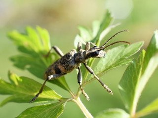 Rhagium mordax blackspotted pliers supply beetle on a leaf