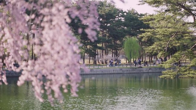 Cherry blossom tree in springtime at a park in Korea with people in the distant background