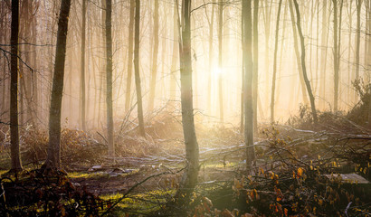 The rays of the morning sun penetrate through dense trees in the autumn forest_