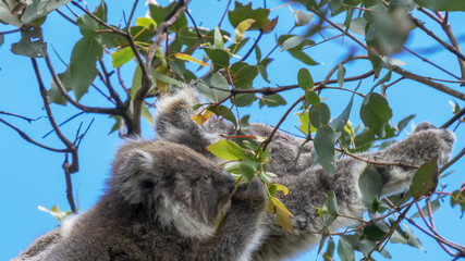 close up of a mother and baby koala feeding at cape otway