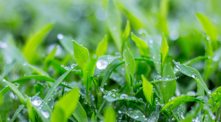 Drops of dew or rain sparkle on green grass_