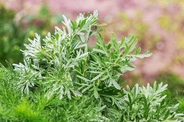 A bunch of wormwood among the green grass on a blurry background_