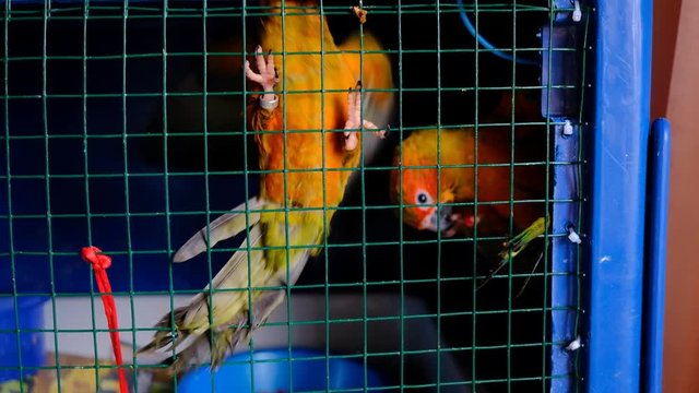 Two parrots stay inside homemade cage