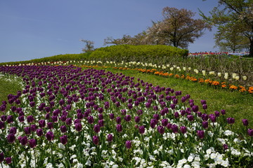チューリップ咲く公園