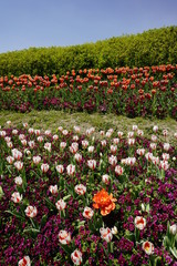 チューリップ咲く公園