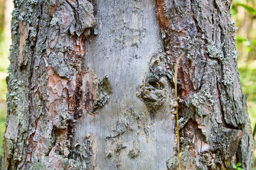 Tree bark background. Brown texture of the old tree