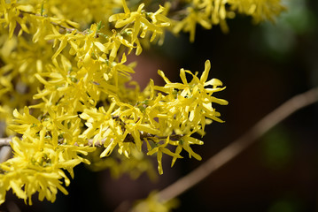 Bright yellow flowering forsythia bush on a springtime close up