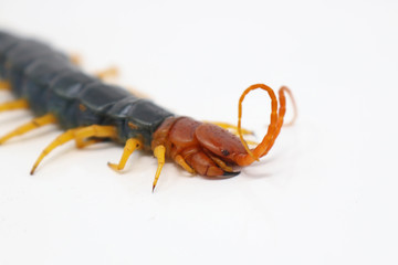 Giant North American Redheaded Centipede (Scolopendra heros)