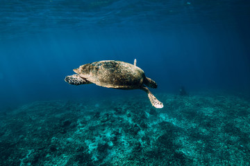 Underwater wildlife with animals. Sea turtle floating in blue ocean. Green sea turtle closeup