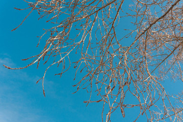 Naked branches of a deciduous tree against the blue sky. trend colors. For sites background