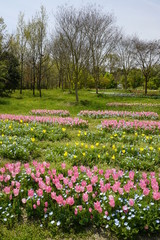 チューリップ咲く公園