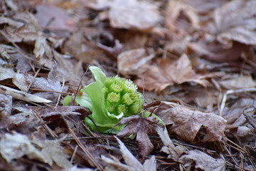 枯れ葉の中で色鮮やかなフキノトウ