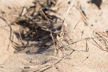 Structure of river sand with needles of a sosea and seeds of a maple. Soft focus. Macro.