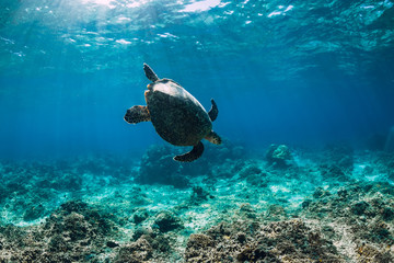 Underwater wildlife with animals. Sea turtle floating over beautiful natural ocean background. Green sea turtle closeup