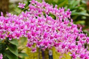 Beautiful orchid flower and green leaves background in nursery farm