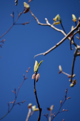 ホオの木の蕾
