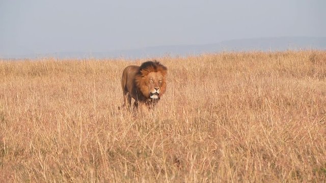 a slow motion clip of a male lion approaching in dry grass at masai mara game reserve in kenya, africa- originally recorded at 240p