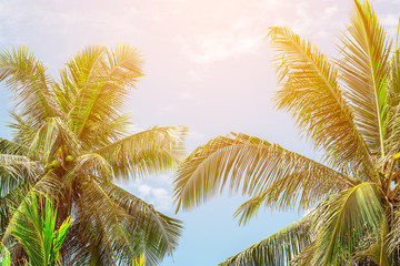 Fototapeta na wymiar coconut palm tree in seaside, summer vacation to tropical island concept for background.