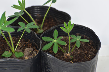 ポット苗のルピナス