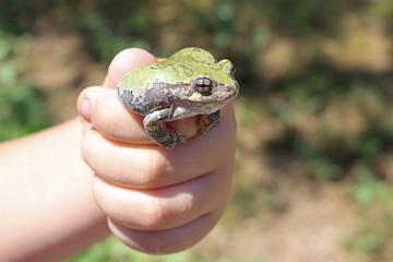 Gray Treefrog (Hyla versicolor) 