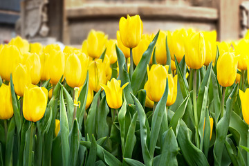 Naklejka premium yellow tulips flower