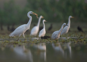 Great egret with big catch