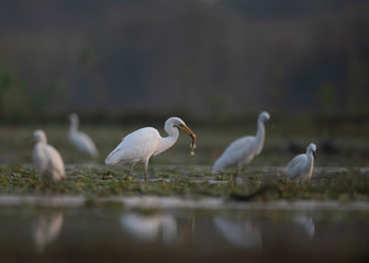 Great egret with big catch
