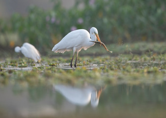 Great Egret fishing