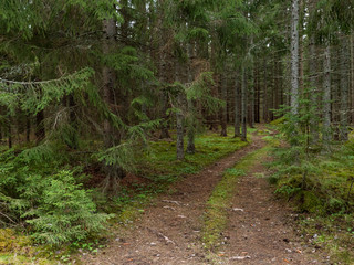 Old forest landscape in spring