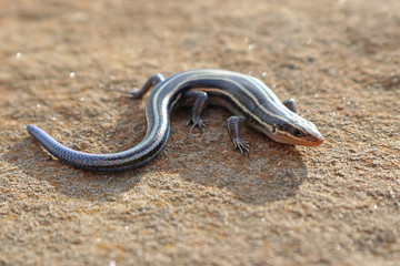 Five-lined Skink (Plestiodon fasciatus)