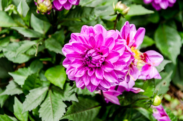 Blurred picture of pink flower in the garden