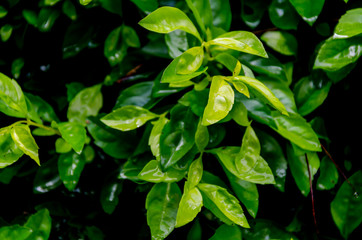 Abstract blur the green background and fresh condition