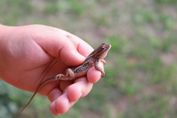Eastern Fence Lizard (Sceloporus undulatus)
