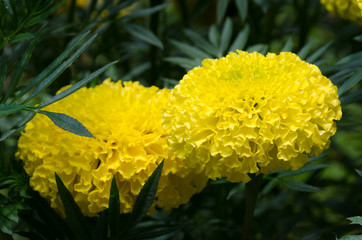 Yellow flower and blur background in the garden