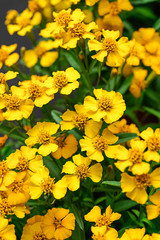 fresh Mexican tarragon flowers in the garden