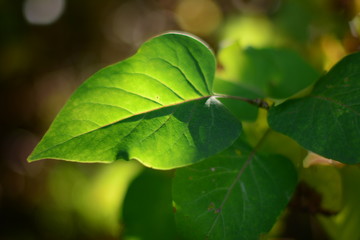 Green Sunny Leafs Shiny Sunlight Bright Deko