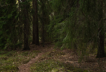 Old forest landscape in spring