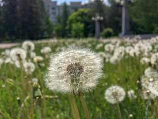 closeup of beautiful white dandelion flower in springtime.