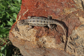 Eastern Fence Lizard (Sceloporus undulatus)