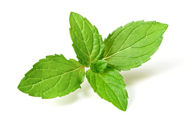 fresh peppermint twig isolated on white background