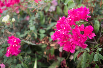 Bougainvillea pink flower