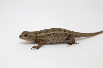 Eastern Fence Lizard (Sceloporus undulatus)