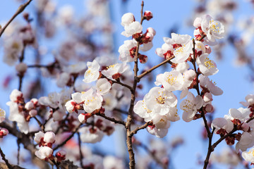 Peach blossom in spring